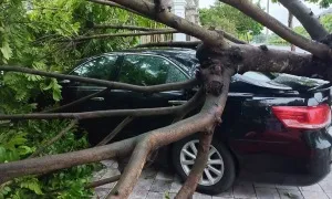 Tranh cãi ai đền bù khi cây đổ đè ôtô đỗ ở khách sạn Tranh cãi ai đền bù khi cây đổ đè ôtô đỗ ở khách sạn