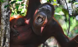 15 ngày tìm đười ươi, chim quý ở Indonesia của khách Việt