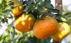 Những thực phẩm không nên kết hợp cùng trà