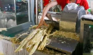 Uống nước mía trị được bệnh tiểu đường?